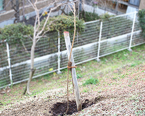 sakura_02.jpg